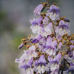 Paulownia