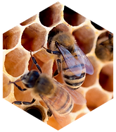 Biene_Wabe_edited.png