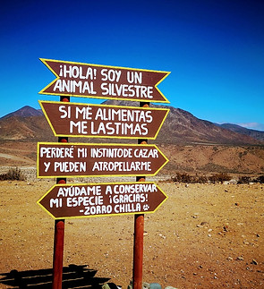 fauna punta de choro