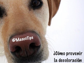 ¿Cómo prevenir la decoloración de la nariz?