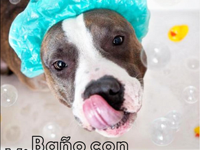 Baño con Vinagre para alejar las pulgas y antihongos