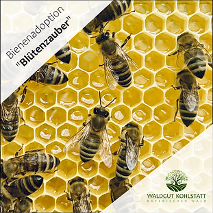 Bienenadoption - nachhaltige Geschenkidee für Honigliebhaber