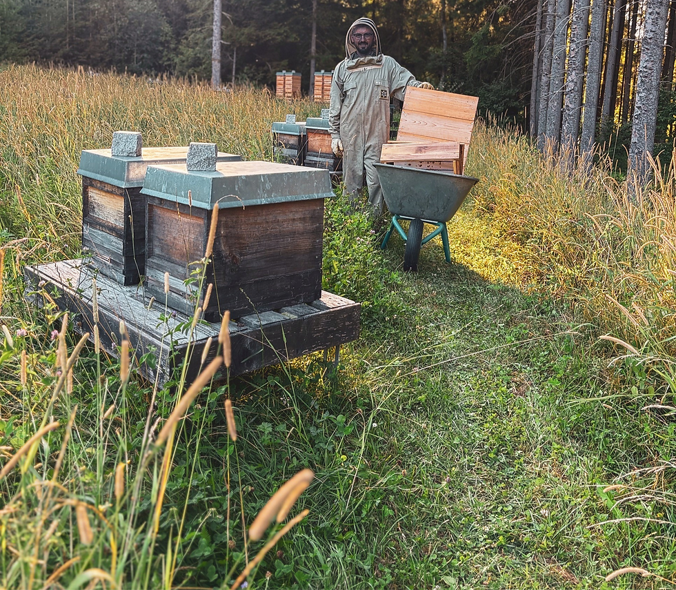 imker-bienenvoelker-waldimkerei-waldgut-kohlstatt_edited_edited.png