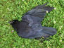 blackbird.jpg