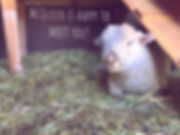 Petting Zoo Cute Animals