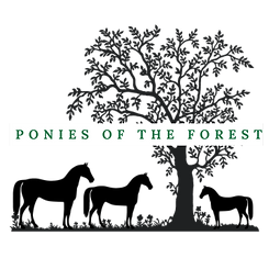 Ponies of the forest (200 x 100 px) (360 x 360 px)-2.png