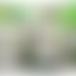 Greenery: Revitalising your home