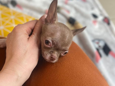 Please, Don't Sing The Puppy Blues