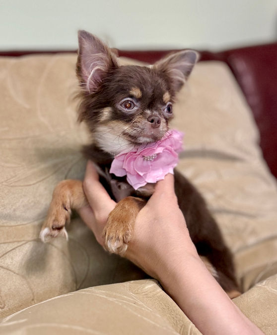 apple head chihuahuas california