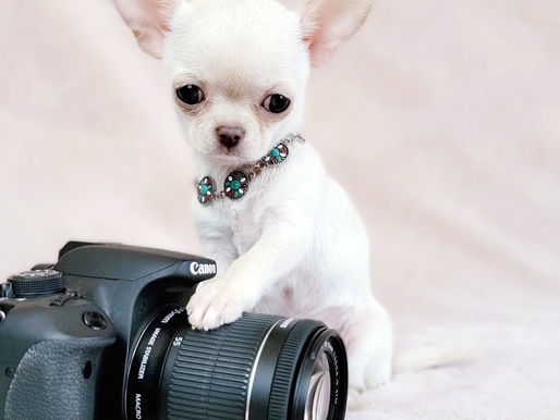 Apple Head Chihuahuas Are the Breed Standard