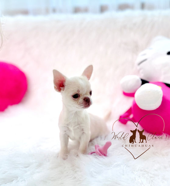 white chihuahua puppy