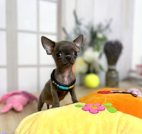 Cute Teacup Chihuahua Puppies For Sale California World Class