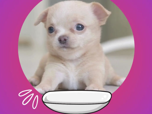 "Why Some ‘Teacup’ Chihuahua Puppies Grow Bigger Than Expected?"