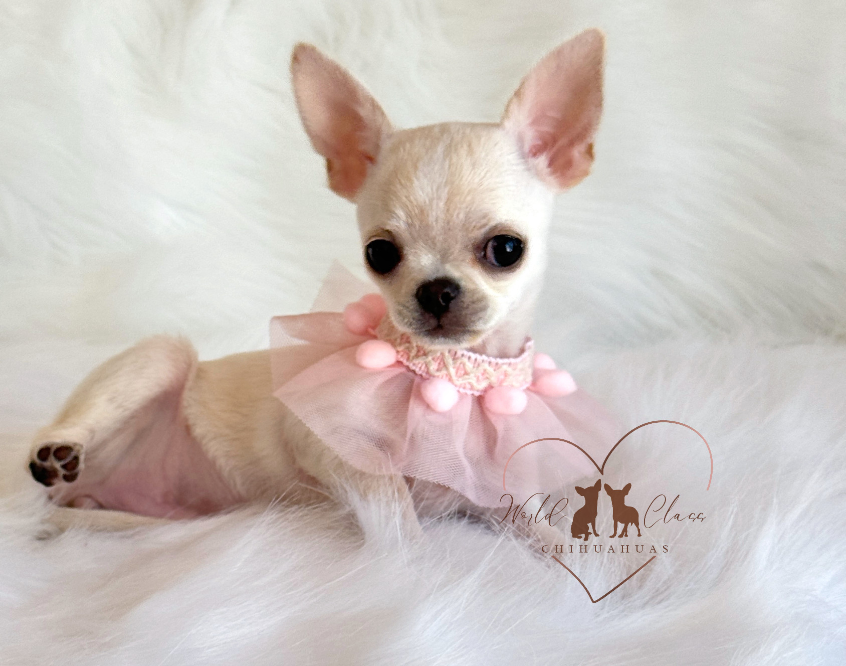 Close-up view of a healthy Chihuahua puppy with bright eyes