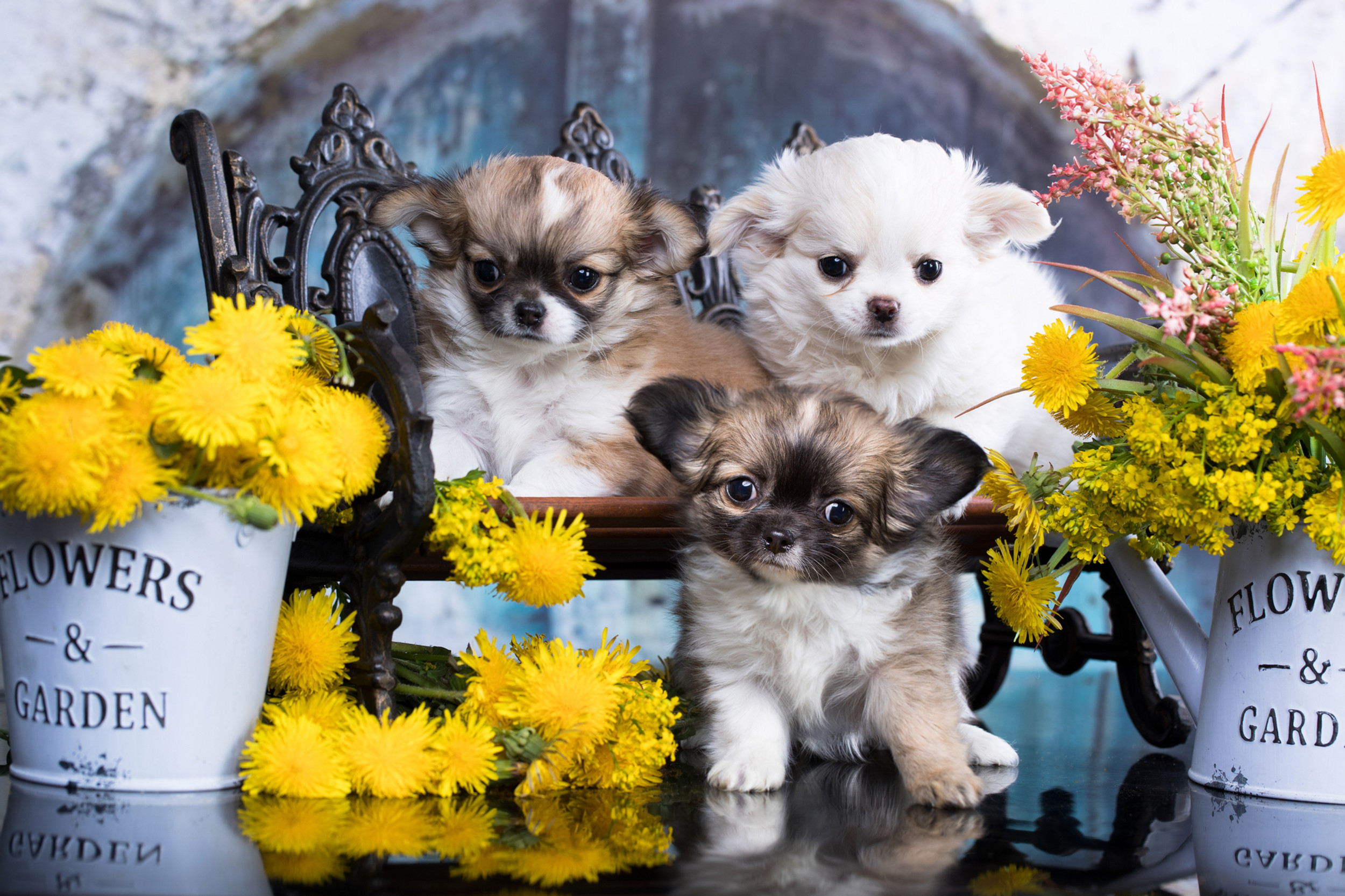 Teacup Chihuahua Puppies For Sale California World Class Chihuahuas