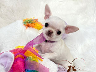 Is it Joy or a Leak? Understanding your puppy’s "excited" bladder.