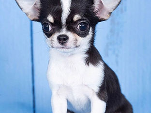 Cheerful young Apple Head Chihuahua puppy from World Class Chihuahuas California