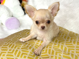 Why Premium Chihuahua Puppies Are the Perfect Family Addition