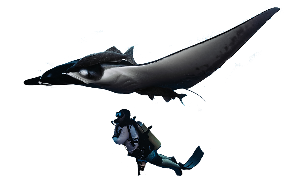 MantaPeter_Wix.png