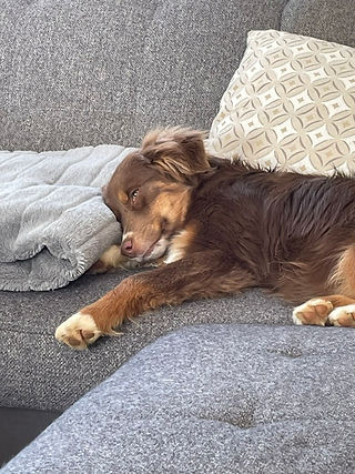 Lola, berger américain miniature qui dort sur le canapé