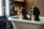 Default_Sprocker_Spaniel_Dogs_being_bathed_in_a_luxury_salon_w_0.jpg