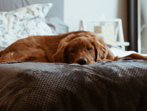 How We Make In-Home Pet Sitting Stress-Free