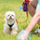 Thumbnail: Dog Poop Bag Holder for Leash Attachment Dog Poop Bag Dispenser Dog Waste Bag Di