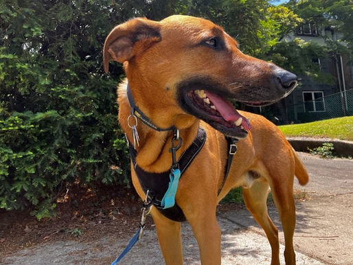 Why Every Philly Dog Needs a Regular Walking Routine