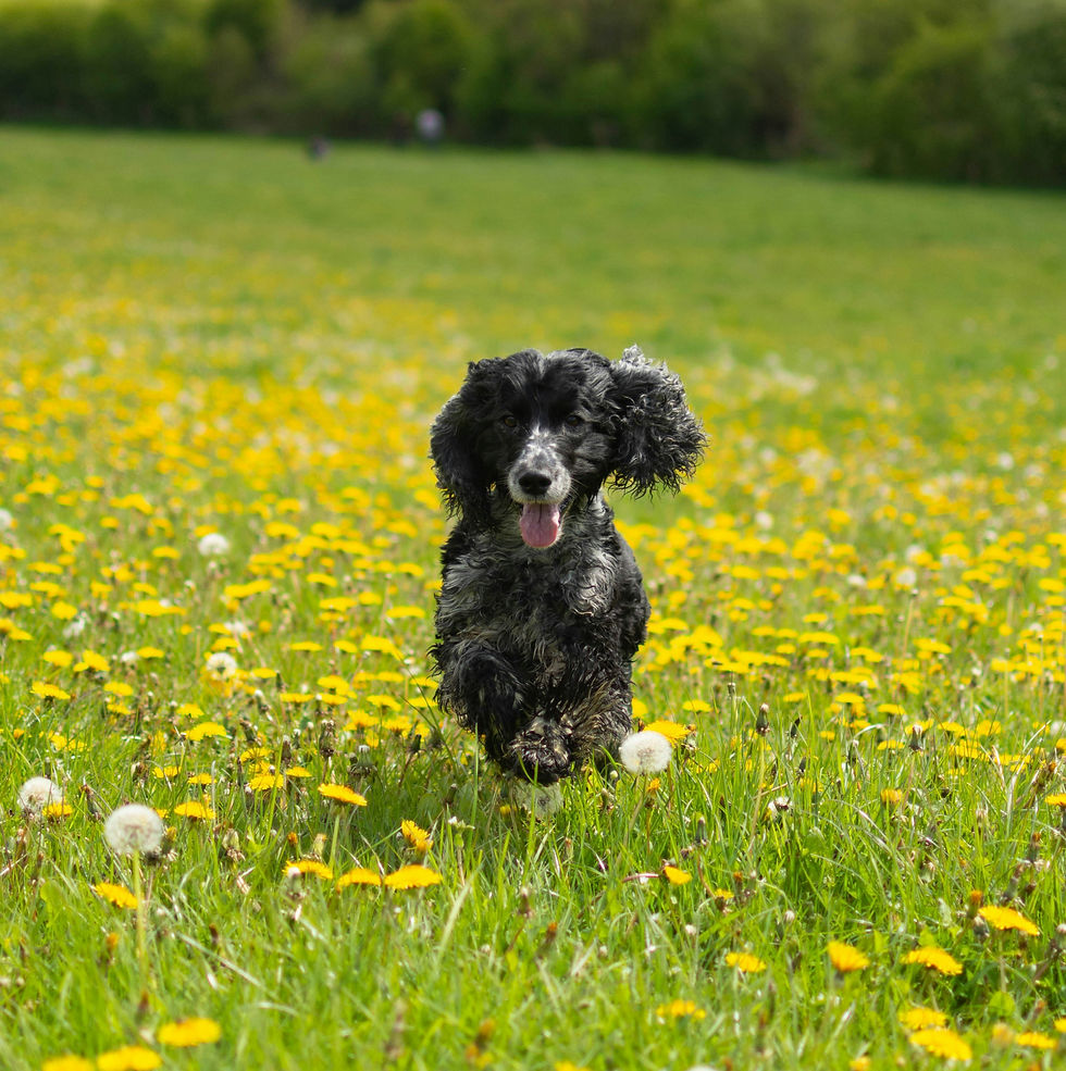 Dog in Dandilions