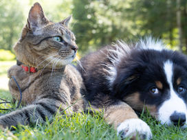 Philly's Paws & Claws - August Newsletter