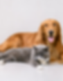 Dogs who use the bathroom inside will also be charged a puppy rate.png