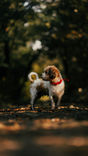 Philly's Paws & Claws July Newsletter 