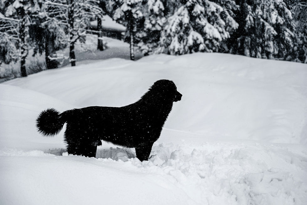 Dog in Snow