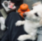 White dog with paws on a person's black pants. Two pumpkins beside them. Coffee cup and snacks on a table. Cozy outdoor setting.