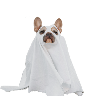 Trick or Treat (_OurBudSpud)_edited.png