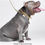 Thumbnail: Pet Gold Chain Collar