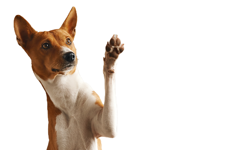 Dog Waving Paw_edited.png