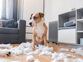 How Boredom Turns Into Behavioral Problems