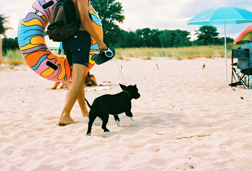 Dog on Beach