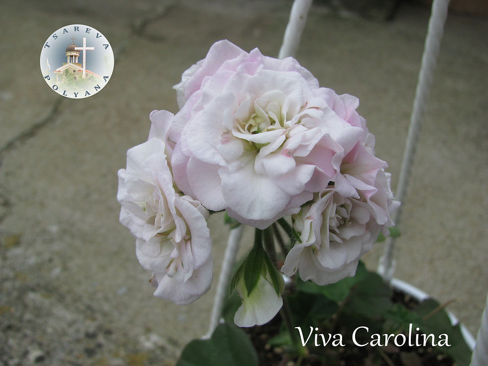 Viva Carolina 02