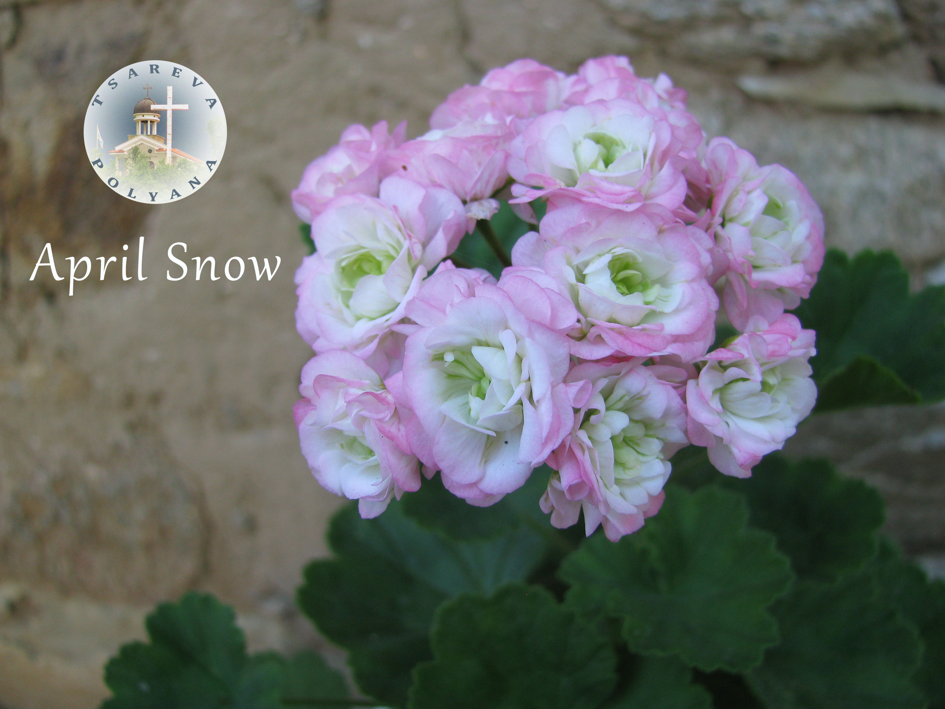 April Snow