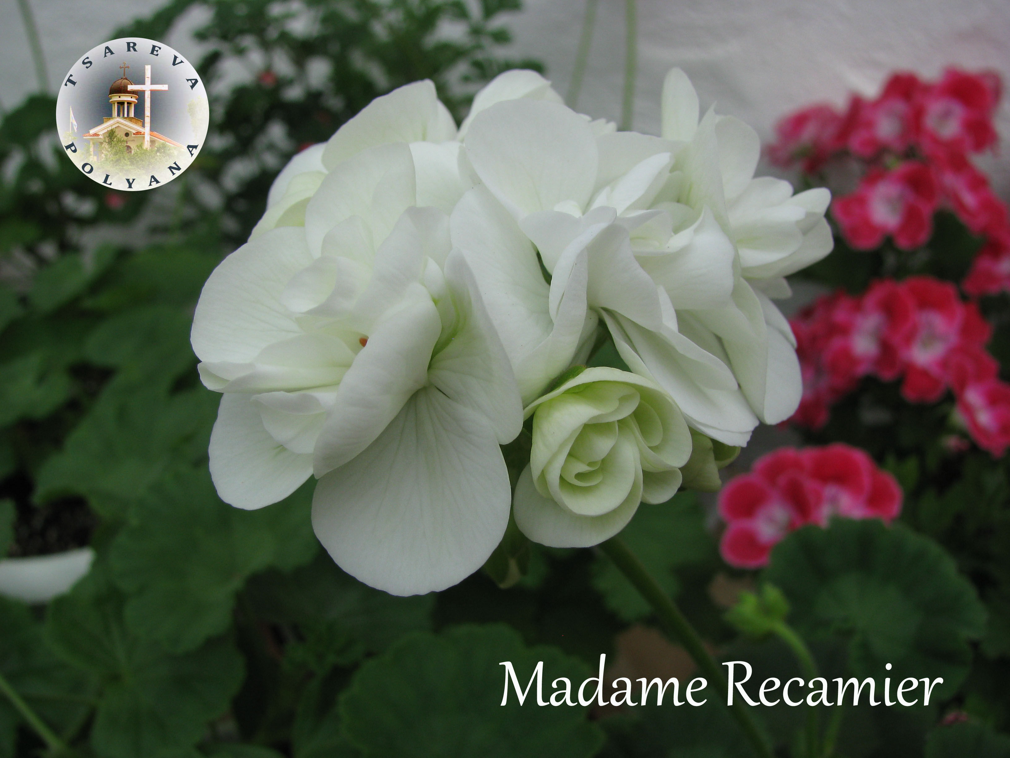 Madame Recamier
