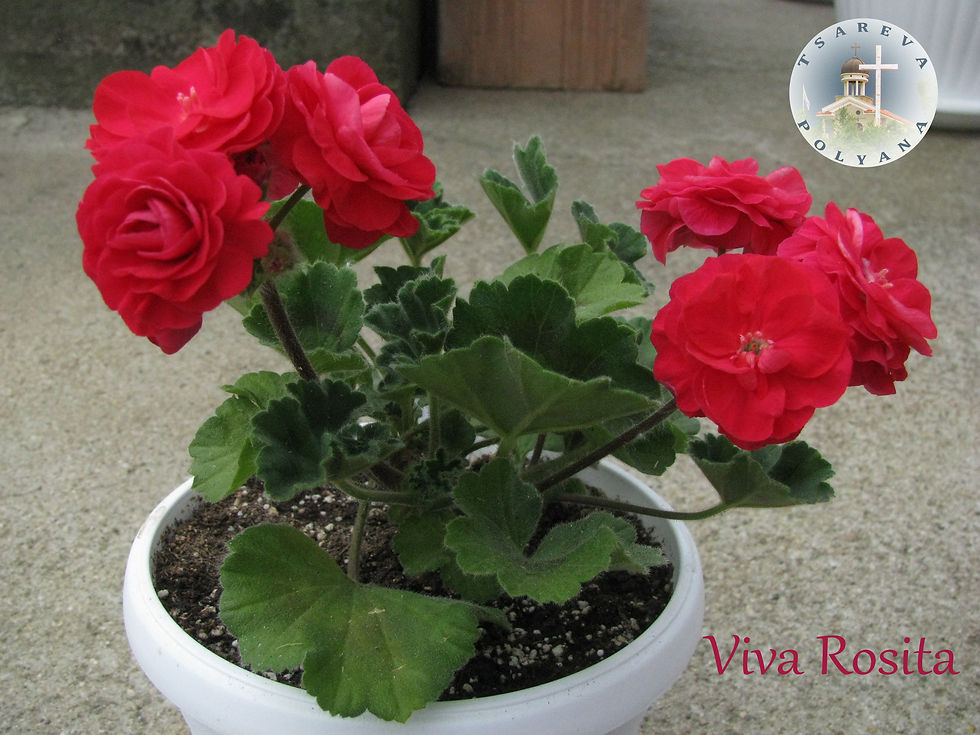 Миниатюра: Viva Rosita