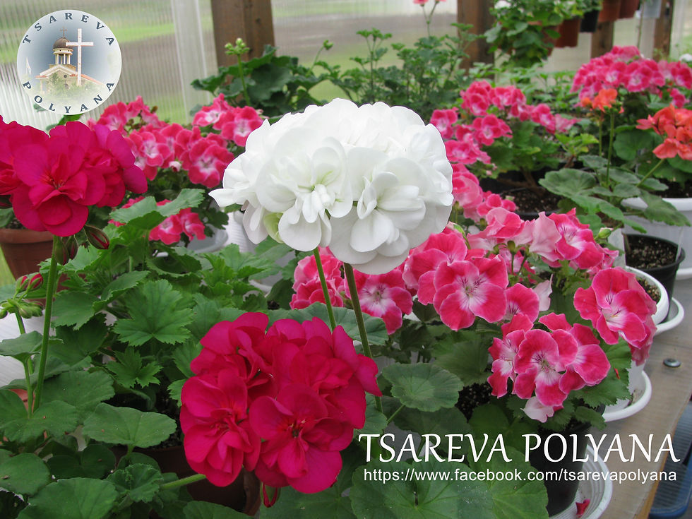 Tsareva polyan 01