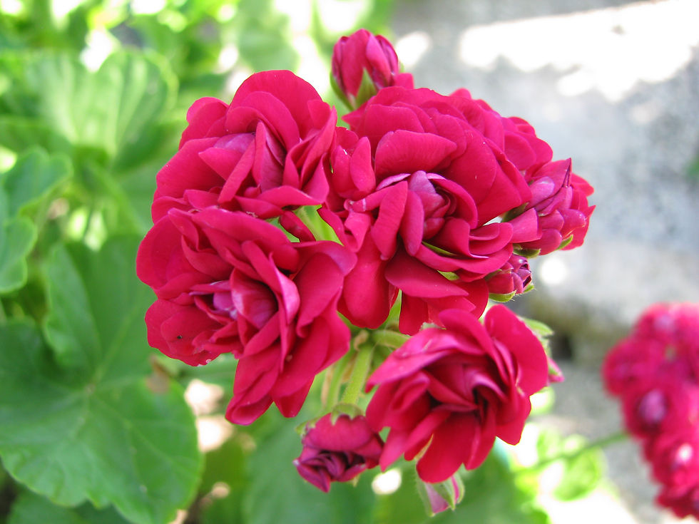 Миниатюра: Red Rambler
