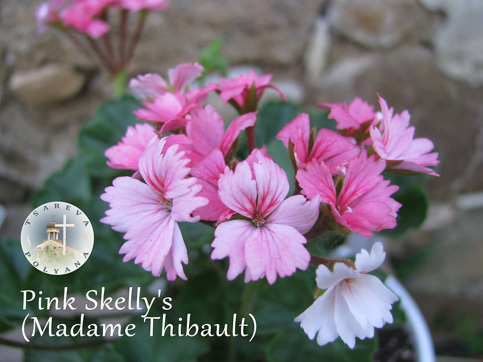 Миниатюра: Pink Skelly's (Madame Thibault)