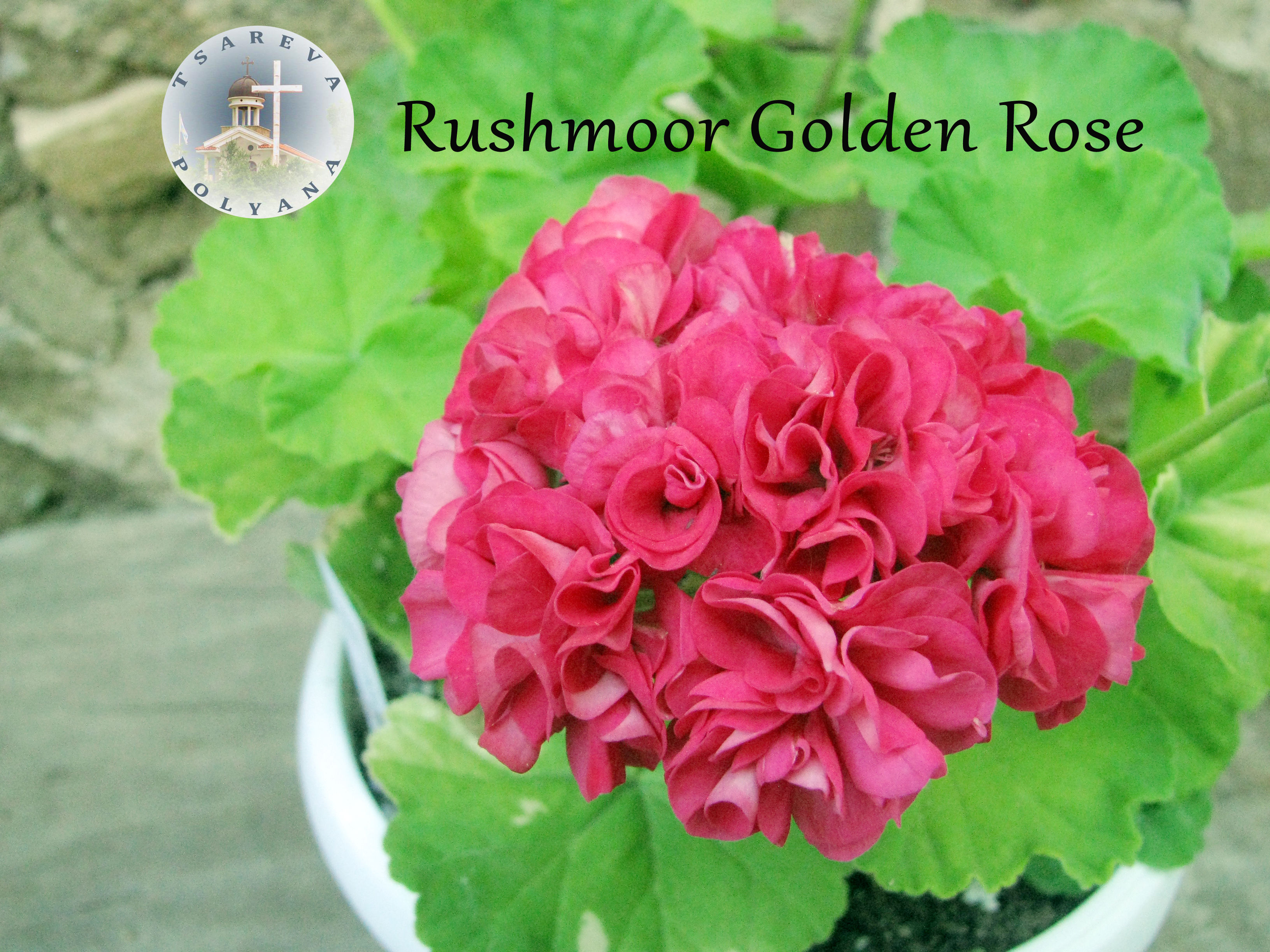 Rushmoor Golden Rose