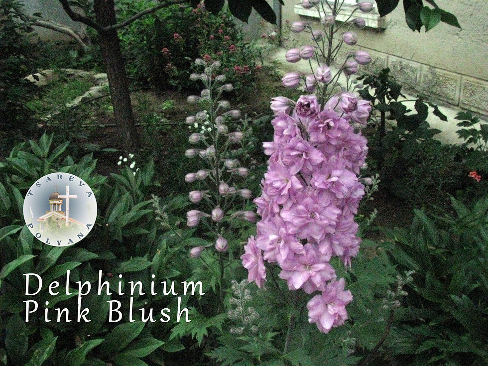 Delpinium PinkBlush 01