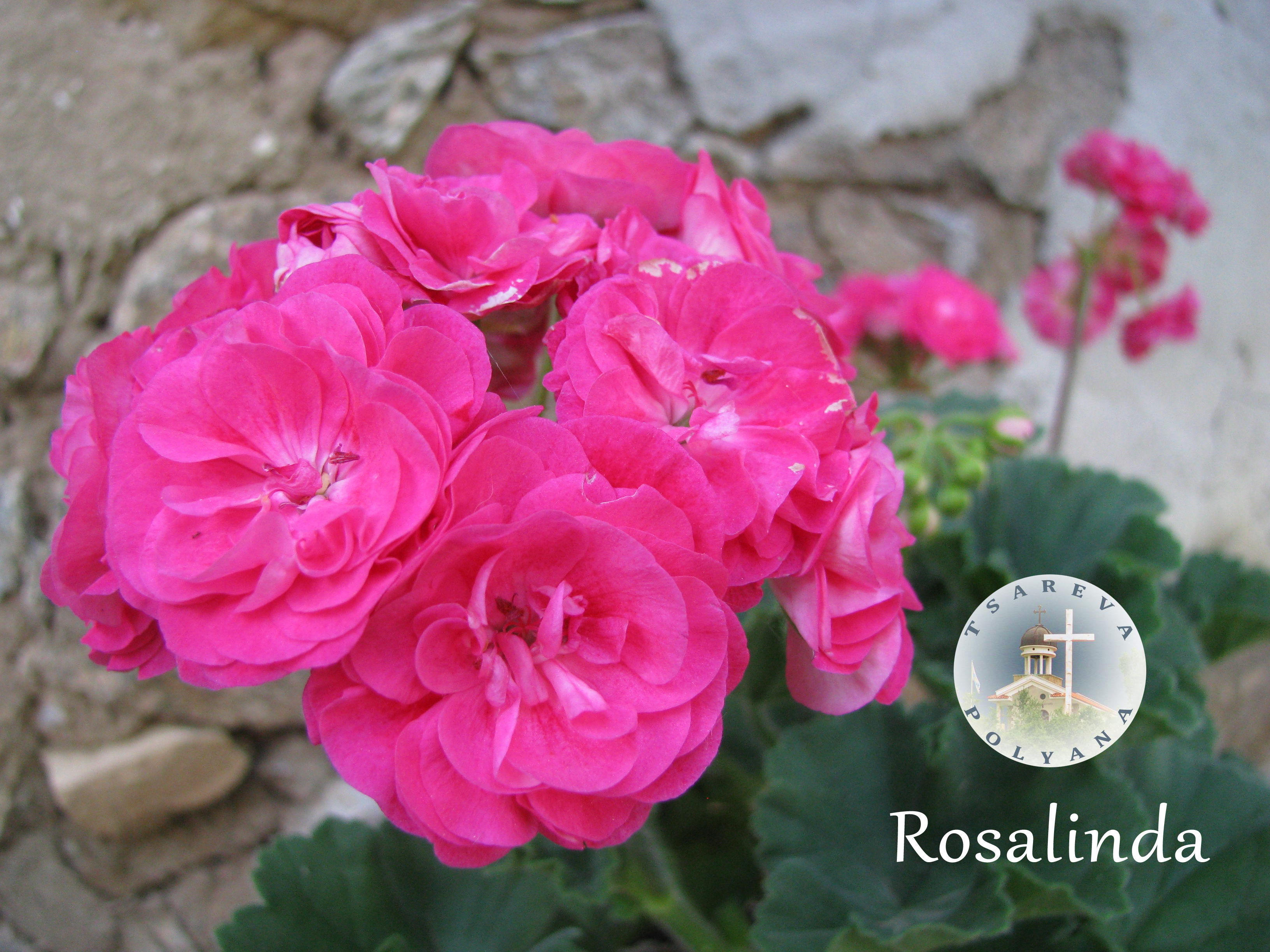 Rosalinda Survivor