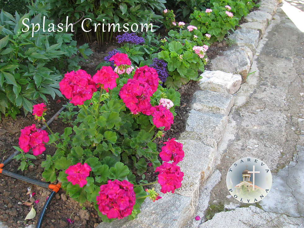 Миниатюра: Splash Crimson